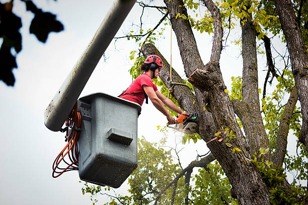 How Our Tree Care Process Works  in Cooper City, FL